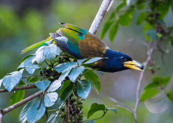 Best Time to Visit Sattal for Birding 