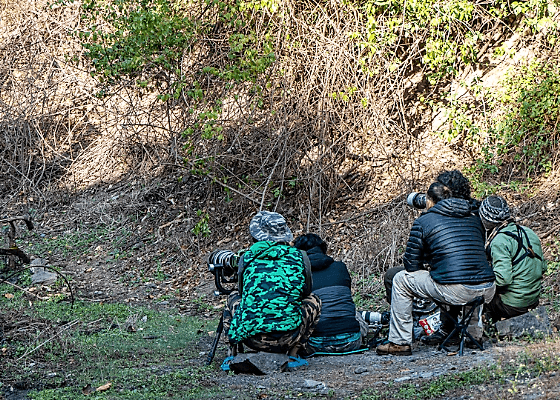 Birdwatching in Sattal Uttarakhand