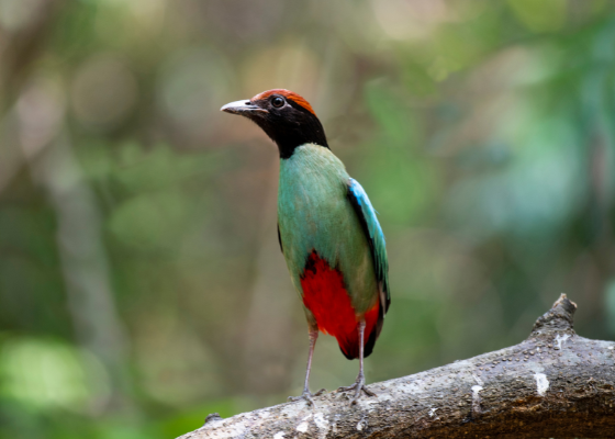 best_tour_packages_for_assam