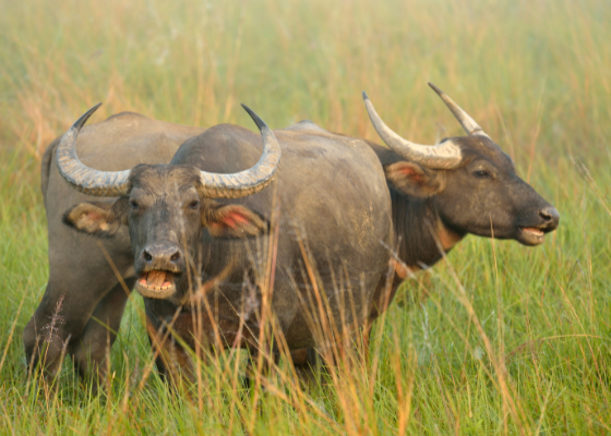 gorumara_wildlife_sanctuary