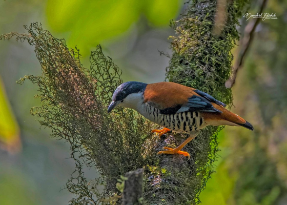 neora_valley_national_park