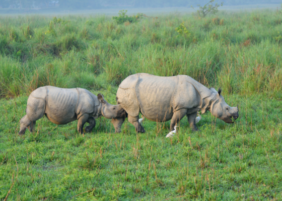 wildlife_sanctuary_manas