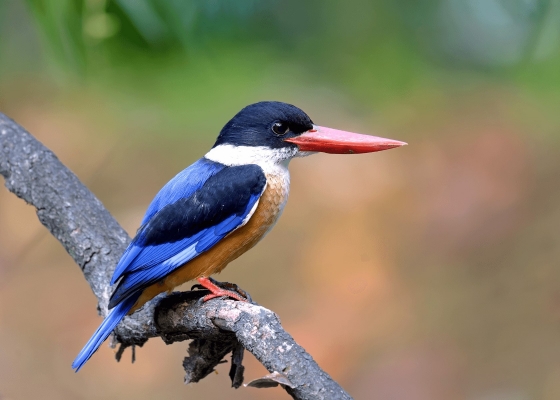 birdwatching_in_warangal