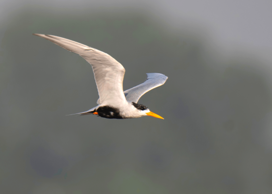 15days_north_india_tour_packages