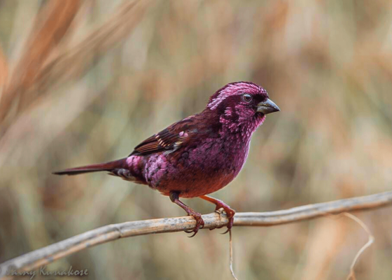 best_bird_watching_places_in_india