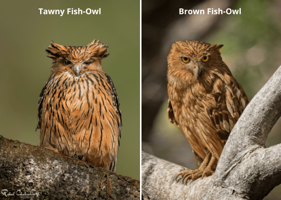 best_birding_tour_operators_in_india