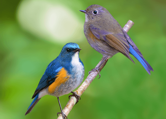 best_birding_tours_himachal_pradesh