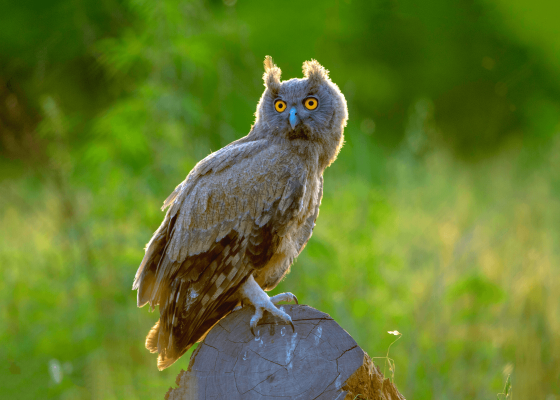 bird_photography_tours_north_india