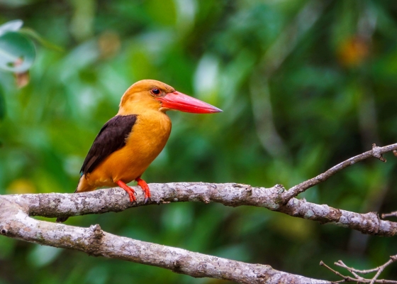bird_watching_vacation_packages_sundarbans