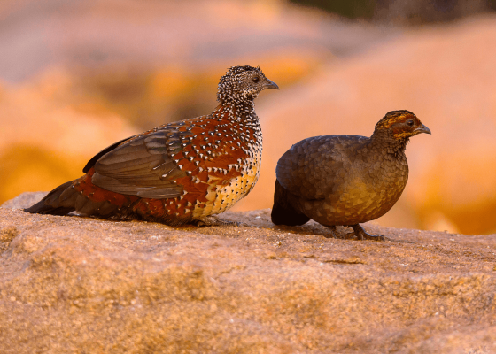 birding_holidays_to_north_india