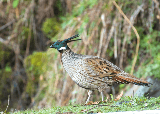 birding_in_gushani_himachal_pradesh