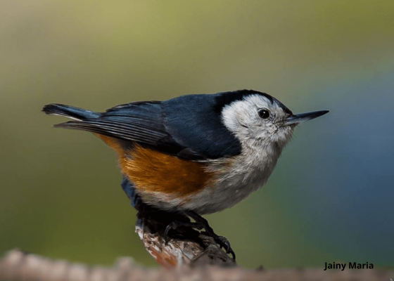 birding_in_narkanda_himachal_pradesh