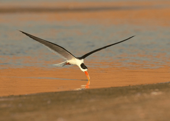 birding_in_north_india