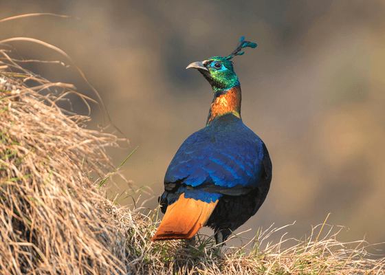 birding_in_shoja_himachal_pradesh