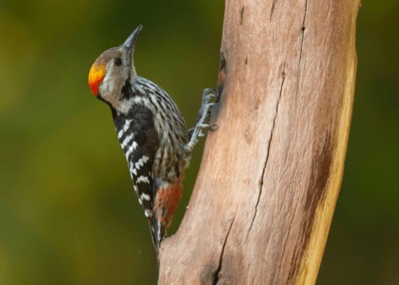birding_in_tour_ghoshani