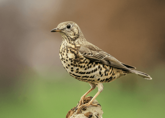 birding_in_tour_sangla