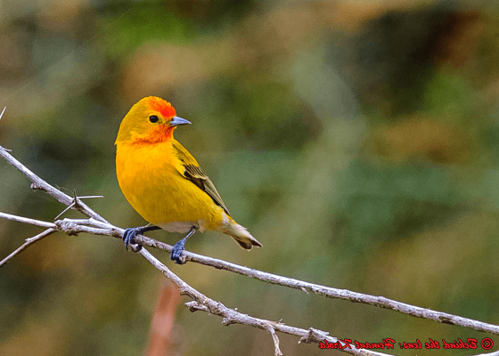 birding_northern_india