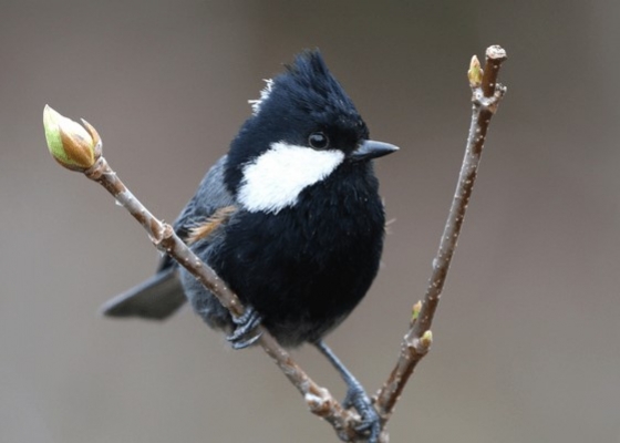 birding_tours_packages_himachal_pradesh