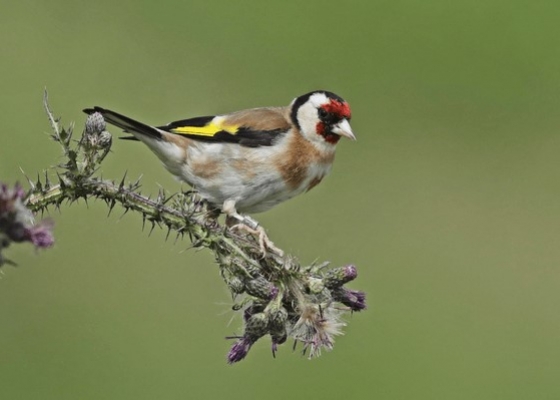 birds_of_himachal_pradesh