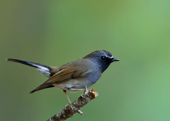 birdwatching_tours_himachal_pradesh
