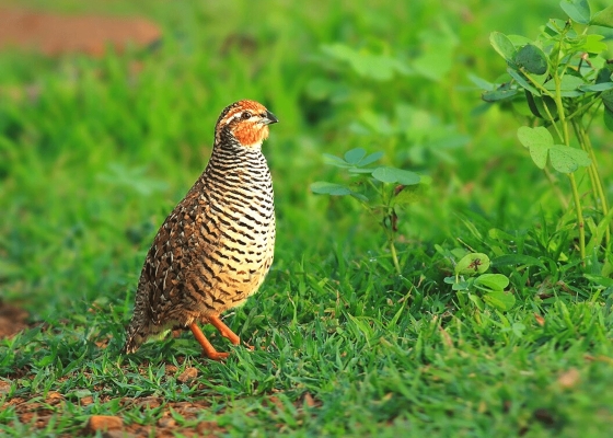 birdwatching_tours_in_melghat
