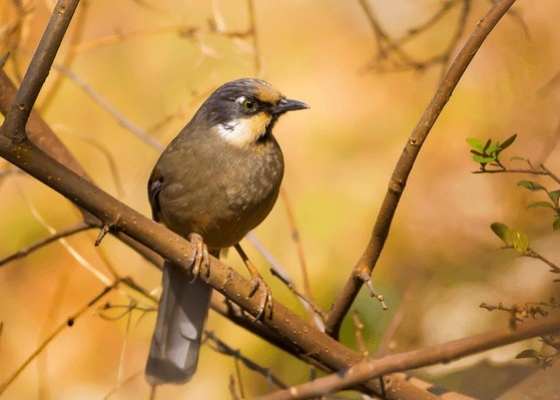 birdwatching_tours_near_me