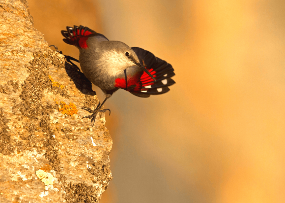 birdwatching_tours_northern_india