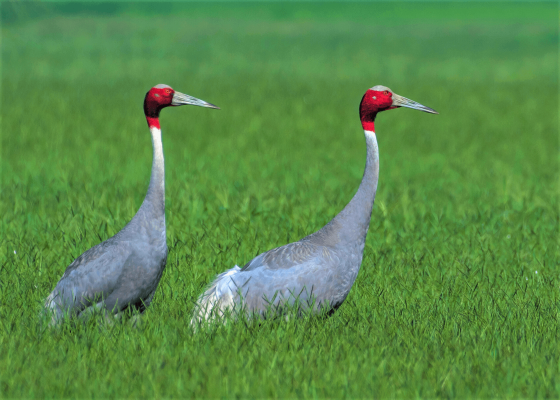 classic_north_india_birding_tours