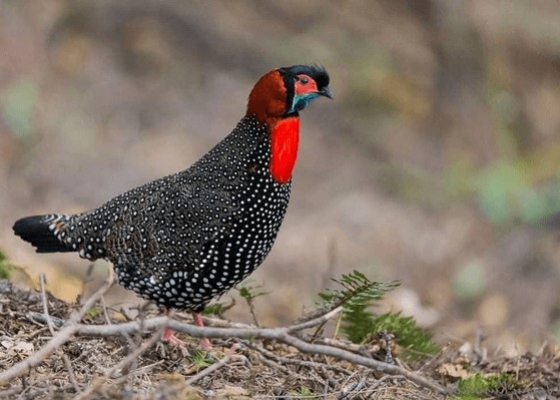 endangered_birds_of_himachal_pradesh
