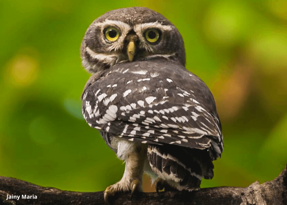 forest_owlet_in_melghat