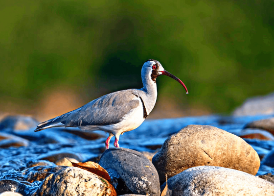 himalayan_trip_packages