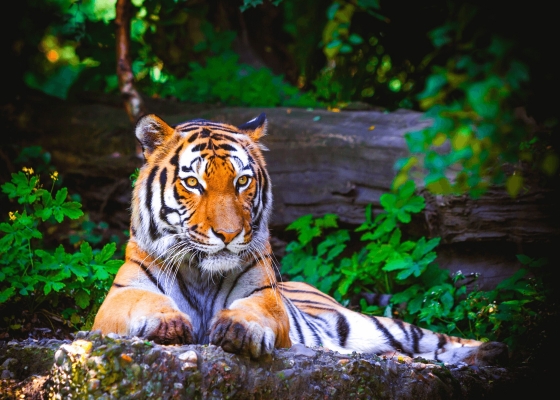 melghat_tiger_reserve