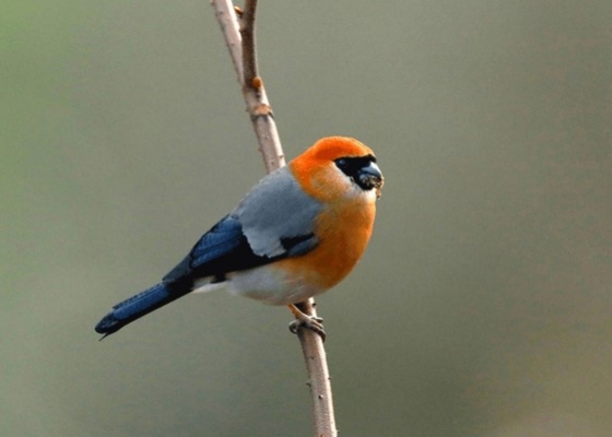 narkanda_birding_packages_from_delhi