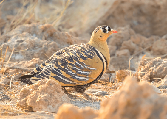 north_india_birding_tour