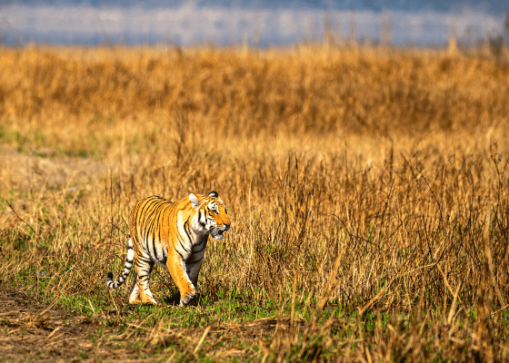 north_india_wildlife_tour