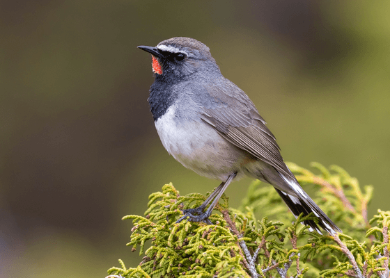 punjab_himachal_tour_packages