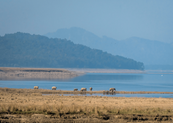 tiger_tours_in_north_india