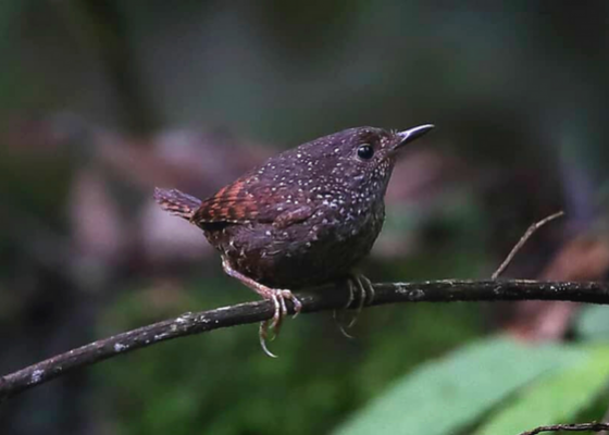 best_time_to_visit_neora_valley