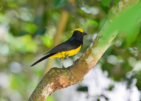 bird_watching_in_north_bengal