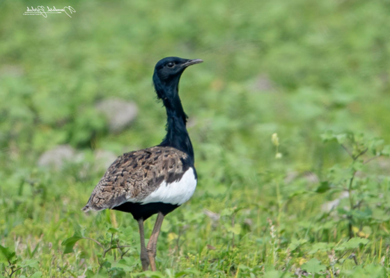 bird_watching_tours_lava