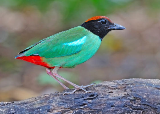 birding_in_neora_valley