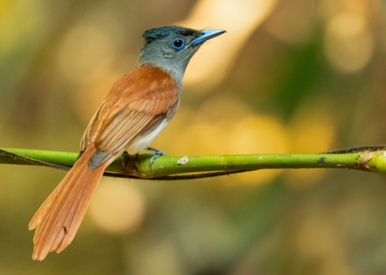 birding_near_darjeeling