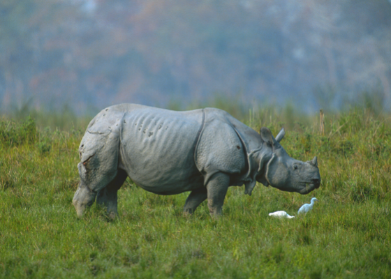 birding_near_guwahati