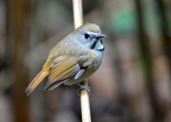 birding_neora_valley