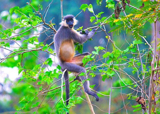 birding_spots_in_guwahati