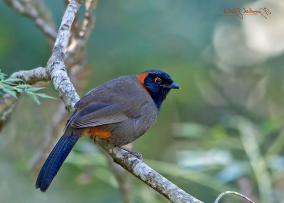 birding_tour_in_west_bengal