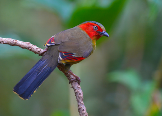 birdwatching_tour_near_assam