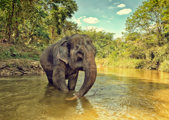 gorumara_national_park_safari
