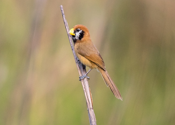 short_tour_in_west_bengal