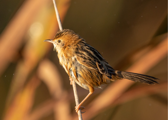 things_to_do_west_bengal